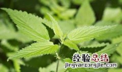 荨麻草的食用方法 荨麻草可以食用吗怎样烹饪