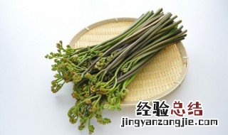 蕨菜长什么样子像什么 蕨菜的介绍