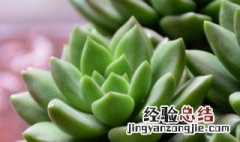 沁心多肉介绍 多肉植物沁心