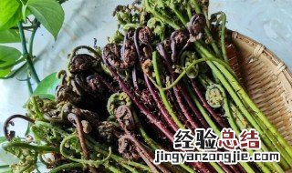 和蕨菜很像的是什么菜 蕨菜介绍