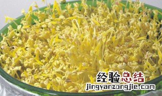 种在土里的黄豆芽 如何在土里栽种豆芽菜