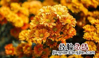 菊花茶里为什么会有虫子 菊花茶里长虫子是什么原因