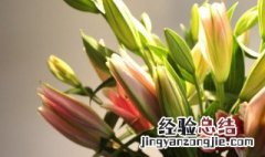 百合花的气味是什么的 百合花介绍