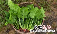 吃菠菜能喝果汁吗 菠菜汁可以直接喝吗