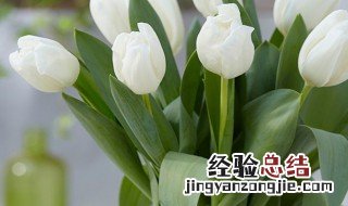 郁金香种子种植方法 郁金香种子种植方法介绍