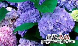 绣球花夏季怎么养 绣球花夏季怎么养护