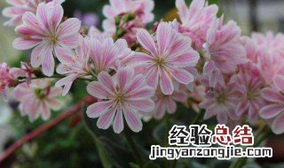 微露花养护 露微花怎么养