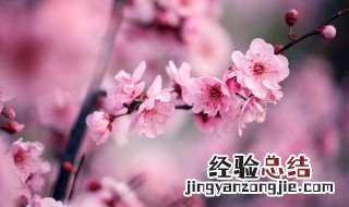 梅花象征什么精神品质 梅花象征的精神品质