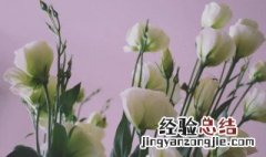 洋桔梗花的花语是什么 洋桔梗花的花语和传说