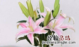 香水百合水培方法 香水百合水培的方法