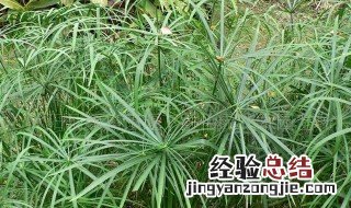 风车草怎么养 风车草怎么养护