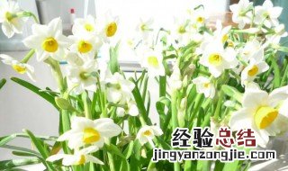 水仙花开完花后怎么处理 水仙花开完花后咋处理