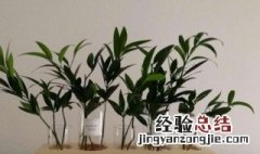 植物竹柏怎么养 竹柏怎么养