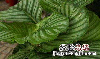 青苹果花怎么养 青苹果花怎么养?