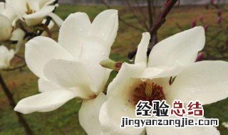 木兰的花语是什么 木兰花花语是什么