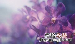 蝴蝶兰长花箭后怎么办 蝴蝶兰长花剑后怎么施肥