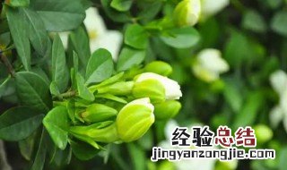 栀子花花语表达坚强喜悦和永恒的爱 栀子花的花语:喜悦、坚强、永恒的爱、一生的守候!