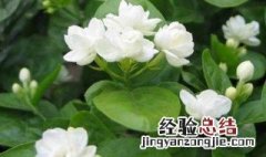 双色茉莉花盆栽怎么养 盆栽双色茉莉冬天怎么养