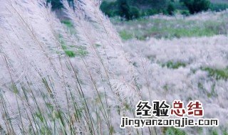 中药白茅芦苇属什么茎 白茅和芦苇的区别