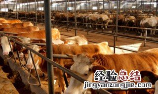 牛农是什么意思 牛农指的是什么