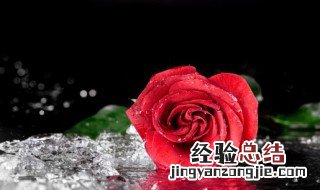 玫瑰花几朵代表什么意思是什么 玫瑰花代表的意思介绍