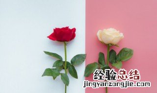 白玫瑰是什么意思 白玫瑰及其他玫瑰代表的意思介绍