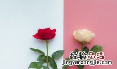 红玫瑰花代表什么意思 红玫瑰花代表的意思是什么