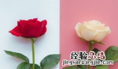 两朵玫瑰花代表什么意思 两朵玫瑰花的意思是什么