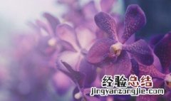 兰花摆放家中哪个位置风水好呢 兰花摆放家中哪个位置风水好