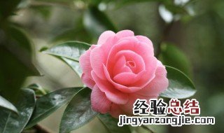 茶梅花怎么养才开花 茶梅花怎么养