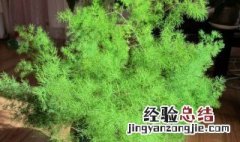 盆栽植物天门冬怎么养 盆栽植物天门冬怎么养殖