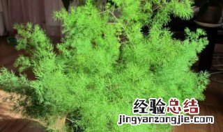 盆栽植物天门冬怎么养 盆栽植物天门冬怎么养殖