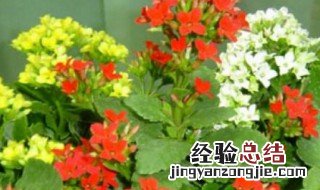 伽蓝菜怎么养殖 伽蓝菜怎么养