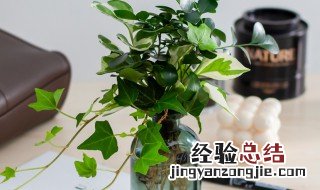 水培植物怎么养长得快又好养 水培植物怎么养长得快