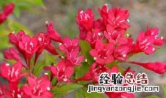 锦带花怎么养 锦带花怎么养才能开花