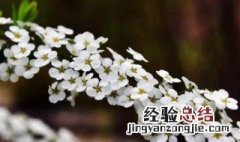 喷雪花的养殖方法 喷雪花怎么养