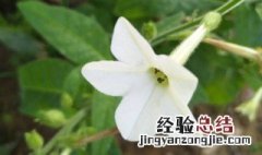 花烟草怎么养 花烟草的养殖方法和注意事项