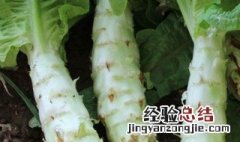 莴笋的叶子是油麦菜吗 莴笋的叶子和油麦菜是否相同