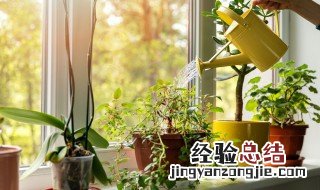 舞春花怎么养 舞春花怎么养才能开花