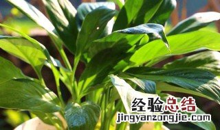 白鹤芋怎么养才能开花 白鹤芋怎么养