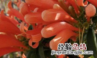 炮仗花怎么养 炮仗花养护