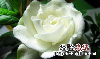 栀子牡丹花怎么养 栀子牡丹花怎么养才能开花