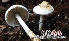 口蘑里面黑色绒毛可以吃吗 口蘑黑色的部分能不能吃