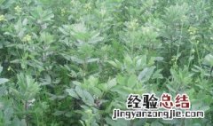 胡豆的种植方法 胡豆的种植方法图片