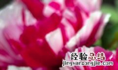 什么场合适合送红掌花 红掌花适合放哪里