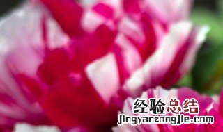 什么场合适合送红掌花 红掌花适合放哪里