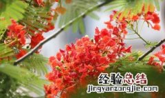 凤凰花花语是什么 凤凰花花语是什么?有关凤凰花的诗词有哪些?