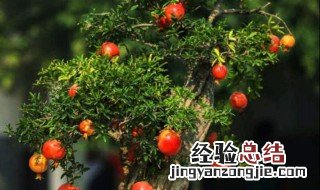 石榴树怎么剪枝 简要地介绍一下