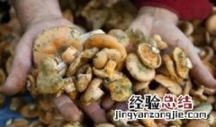 松树菌最佳保存方法 松树菌的保存方法有哪些