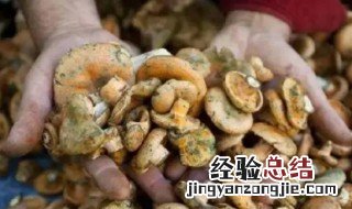 松树菌最佳保存方法 松树菌的保存方法有哪些